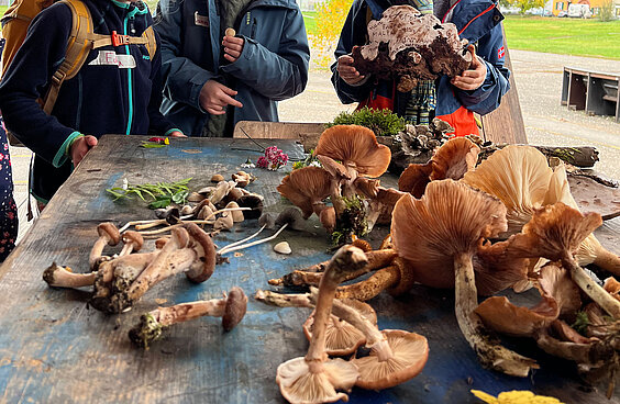 Pilze liegen auf einem Tisch und Kinder stehen um den Tisch