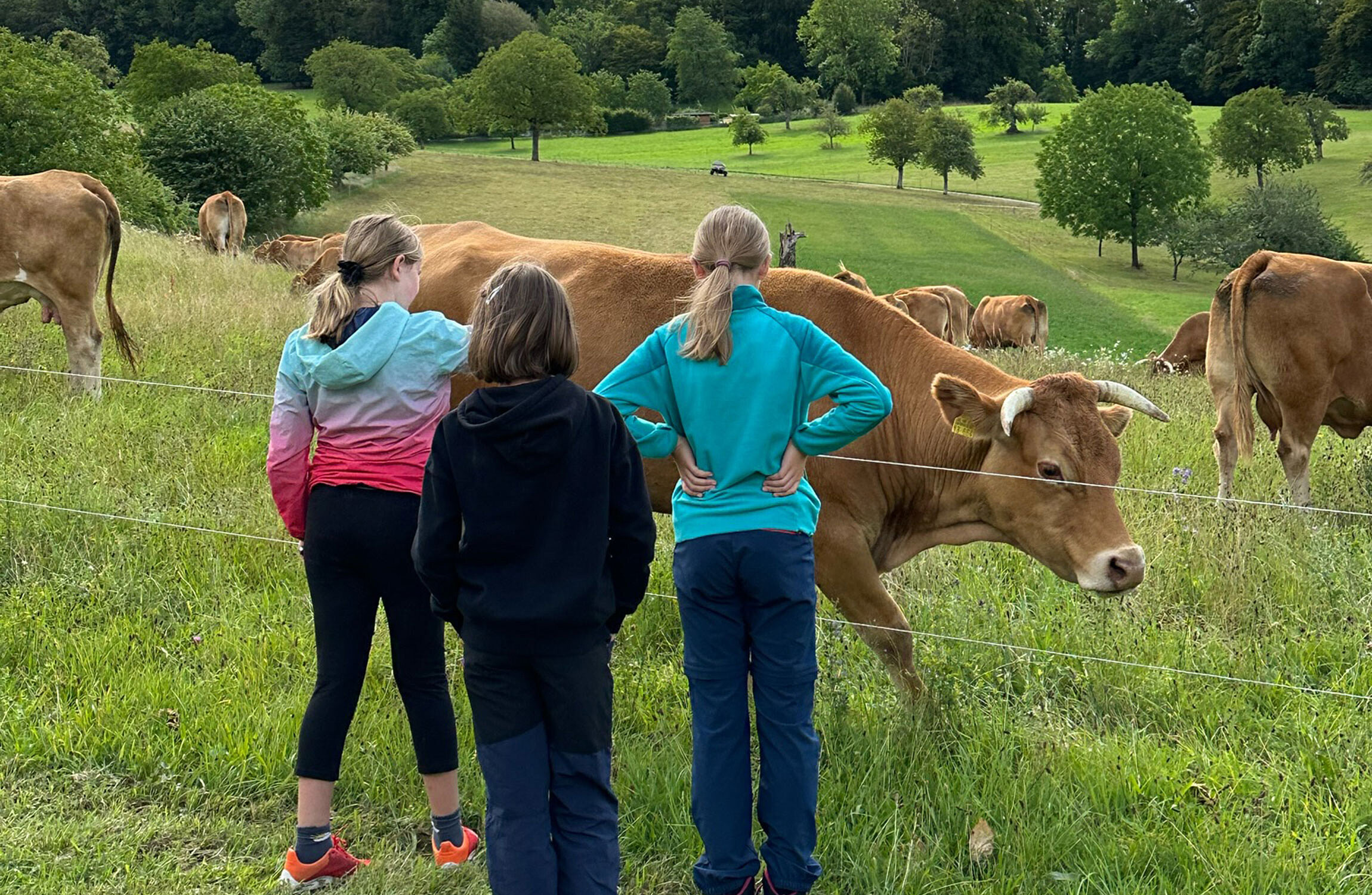 Kinder stehen vor einem Rind auf einer Weide