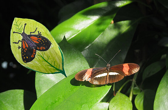Schmetterling auf grünen Blatt