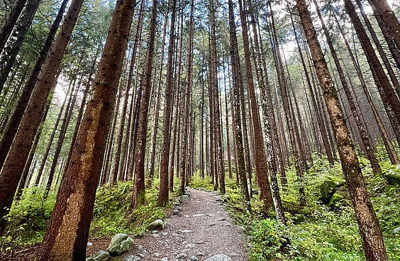 Ein geheimnisvoller Weg durch den Wald